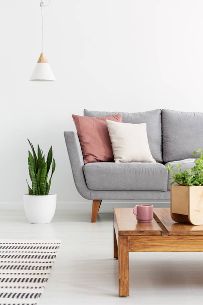 Pillows on grey couch in white simple living room interior with plant on wooden table. Real photo - Photo, Image