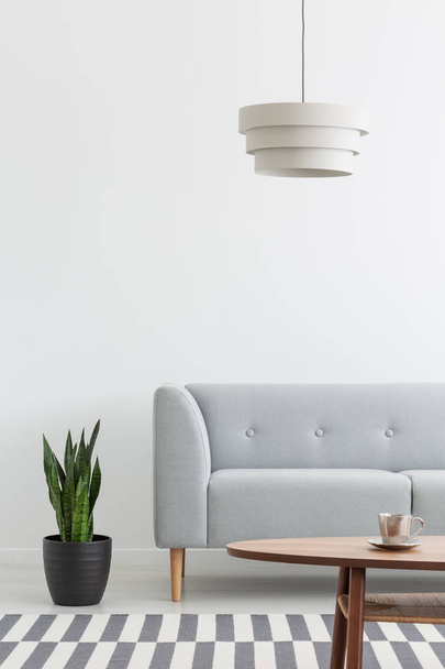 Plant next to grey couch in white flat interior with lamp and wooden table on carpet. Real photo - Фото, изображение