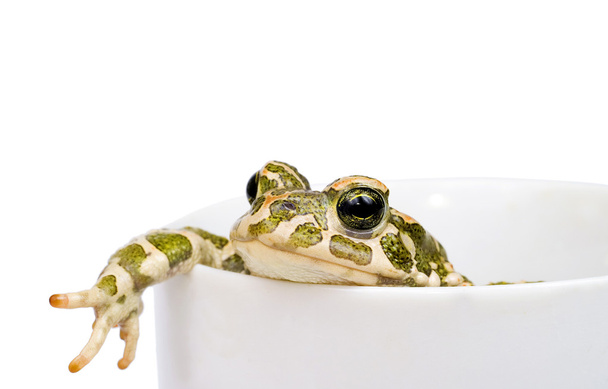 Green toad - Photo, Image