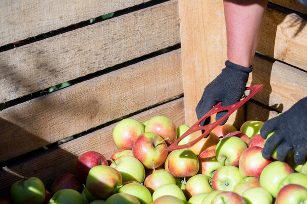 Ręce pracownika, który sortuje i skalibrować zbiorem świeżych dojrzałych jabłek tylko zbierane z drzewa są składane do dużej palety drewniane pojemniki. W słoneczny dzień jesieni w sadach rolnika - Zdjęcie, obraz
