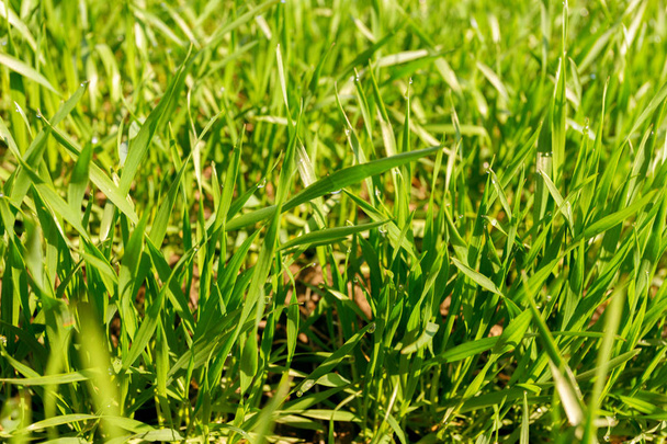 spring green field on background,close up - Фото, зображення