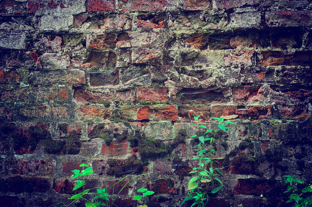 Surface de brique cassée du mur de forteresse du monastère russe Joseph-Volotsky avec des feuilles de plantes vertes
 - Photo, image