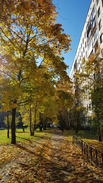 Russia, Petersburg. 12,10,2018 The path in the courtyard of an apartment building strewn with autumn leaves - 写真・画像
