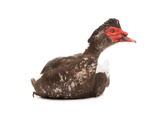 Muscovy duck isolated on white background - Fotografie, Obrázek