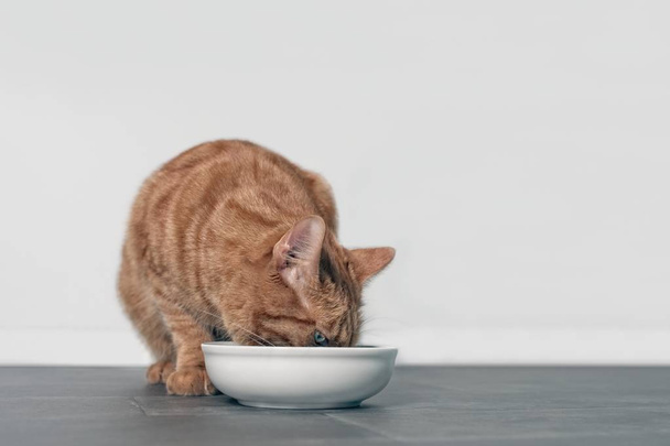 Alimento para gatos Imagens, banco de imagens e fotos de Alimento para gatos