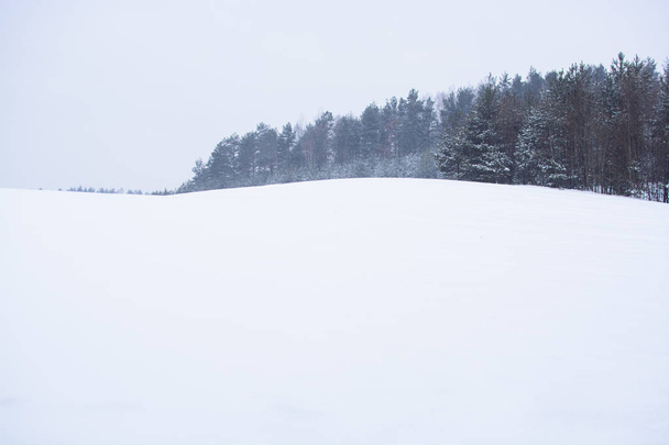 winter landscape. Cloudy day. Winter decline. The muffled colors. Monochrome landscape. Winter forest. - Fotografie, Obrázek