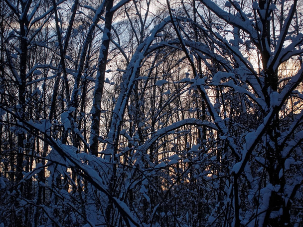 bulutlu bir günde kış parkta ağaçların - Fotoğraf, Görsel