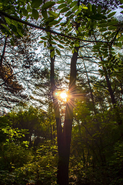 Forest and morning light - Fotoğraf, Görsel