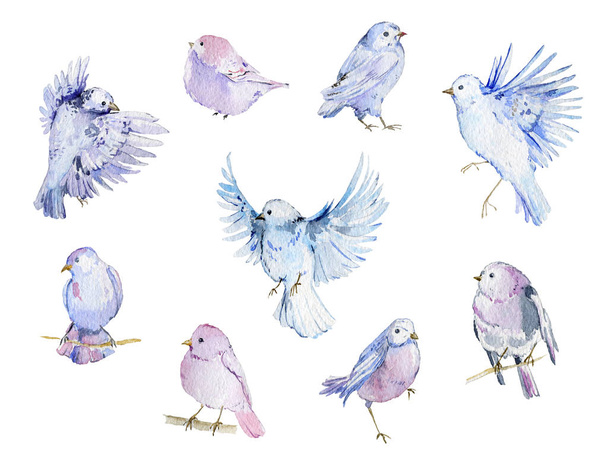 Akvarell madarak-gyűjtemény. Elszigetelt elemek fehér háttér. Kézzel rajzolt ábra, pasztell színek - Fotó, kép