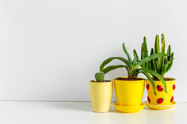 Small succulent plants in pots in home interior - Foto, Imagem