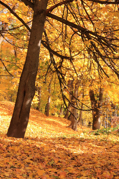 Trees with fall foliage in the big forest - Φωτογραφία, εικόνα