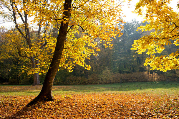 Σφενδάμι strees στο πάρκο το φθινόπωρο - Φωτογραφία, εικόνα