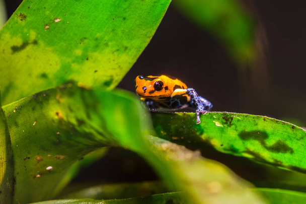 Імітування отрута жаби, Ranitomeya імітатор Jeberos — вид Жаба отрута дартс, знайдені в Північно центральному регіоні Східної Перу. Її загальна назва включають мімічних отрута жаби і отрута стрілку жаба, - Фото, зображення