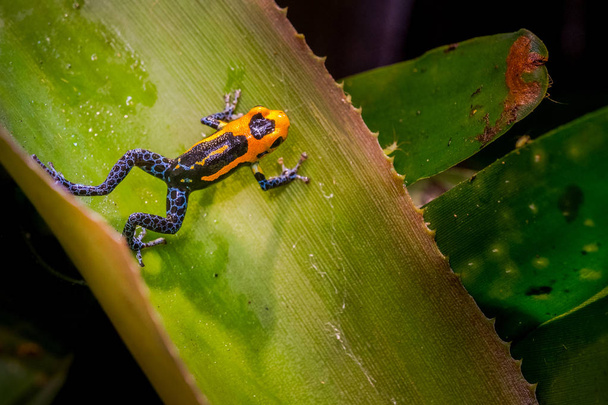 Zehirli kurbağa, Ranitomeya kopyacı Jeberos Doğu Peru Kuzey-Merkez bölgesinde bulunan zehirli ok kurbağası familyasından bir taklit. Kopyalama zehirli kurbağa ve zehirli ok kurbağa ortak adını içerir, - Fotoğraf, Görsel