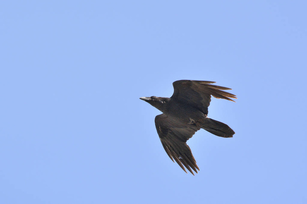 Corvo - Corvus corax, Creta  - Foto, Imagem
