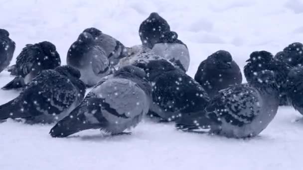 Paloma paloma gris se sienta en la nieve en el frío día helado en invierno durante la nevada
 - Metraje, vídeo