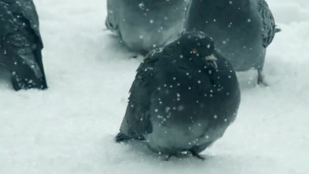 Kar yağışı sırasında kışın soğuk soğuk günde kar üzerinde gri güvercin güvercin sit - Video, Çekim