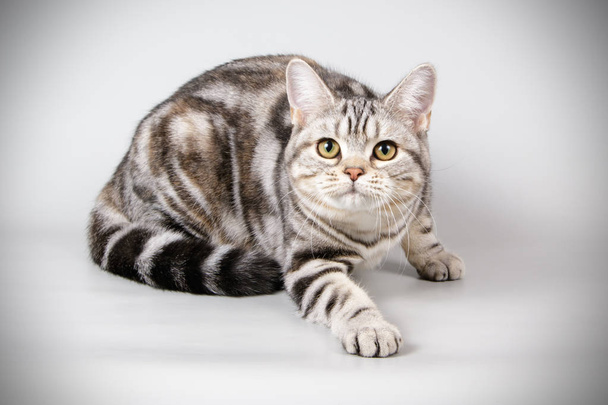 Studio photography of an American shorthair cat on colored backgrounds - Valokuva, kuva