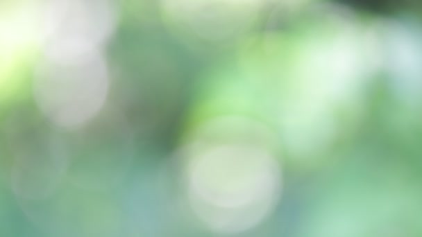 selective focus of abstract blurred green background - Footage, Video