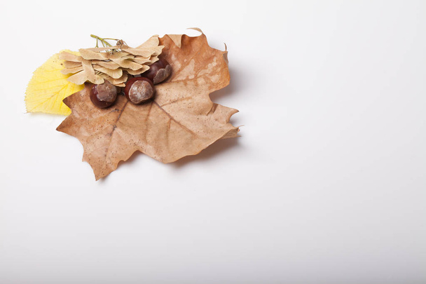 опавшие листья осеннего происхождения на столе
 - Фото, изображение