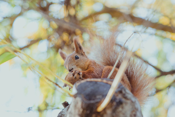 scoiattolo seduto su un albero con una noce nella soleggiata giornata autunnale
 - Foto, immagini