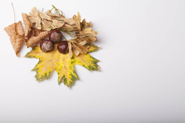 опавшие листья осеннего происхождения на столе
 - Фото, изображение