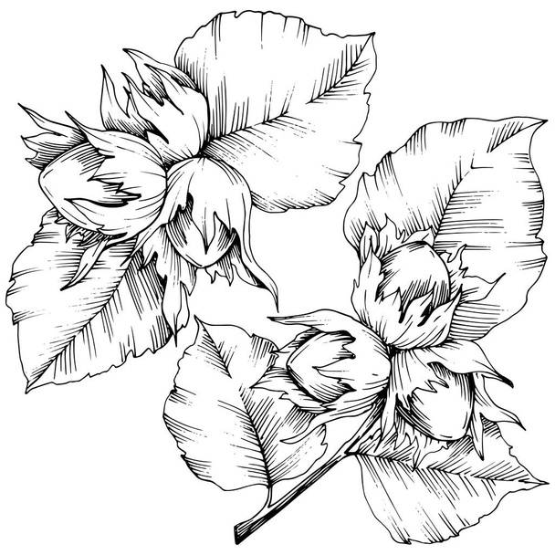 Vector autumn plant hazel nut. Leaf plant botanical garden floral foliage. Isolated illustration element. Vector leaf for background, texture, wrapper pattern, frame or border. - Vector, imagen