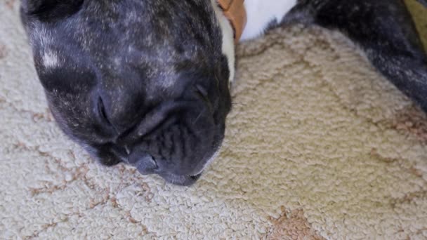 Mopsz kutya fekete feküdt a szőnyeg a szobában, és az alvás. - Felvétel, videó