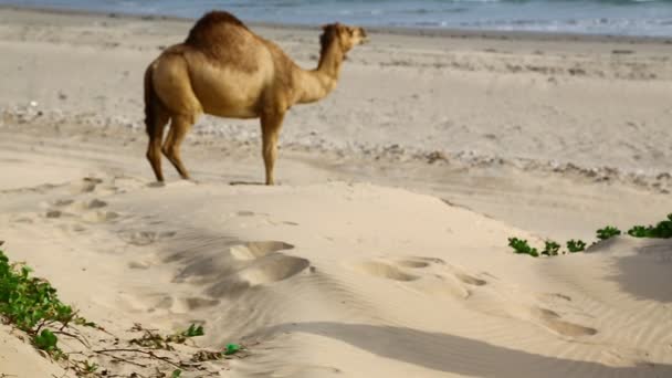 footage of camel grazing near sea on sunny day - Footage, Video