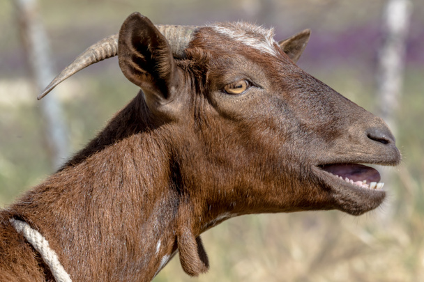 Çayır üzerinde kahverengi bir keçi ayrıntılarını - Fotoğraf, Görsel
