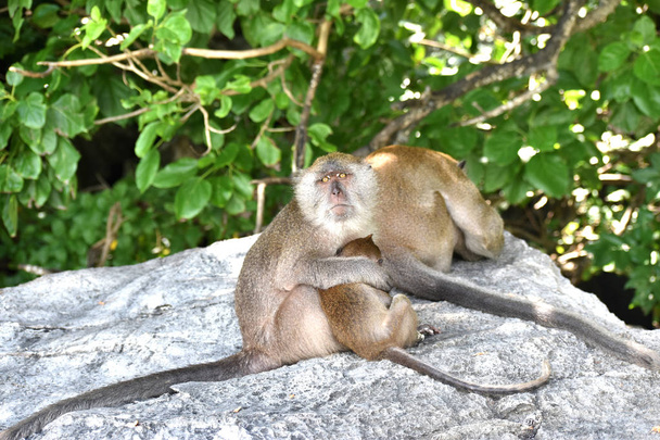  Baby monkeys in a beach in Thailand. - Foto, Imagem