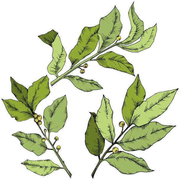 Vector green laurus leaf. Leaf plant botanical garden floral foliage. Isolated illustration element. - Vector, Image