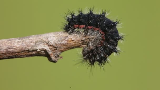 lähikuva mustasta toukasta, joka ryömii oksalla hämärtyneellä taustalla
 - Materiaali, video
