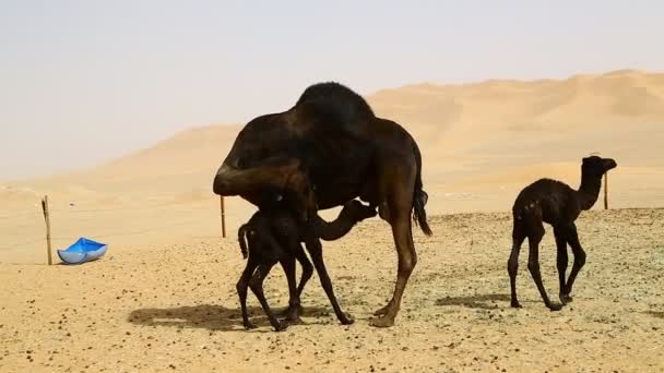 vista panoramica di cammelli neri al pascolo nel deserto durante il giorno
 - Filmati, video