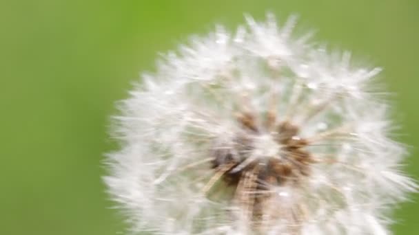 close-up footage of beautiful dandelion flower on blurred green background - Footage, Video