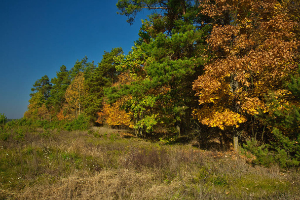 Landscape, view of the edge of the forest with colorful autumn leaves, a fragment of a meadow, with a clear blue sky. October, autumn in Poland - Foto, imagen