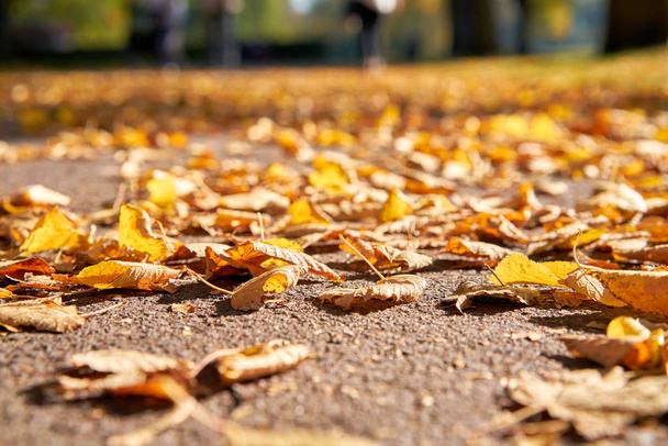   Hojas caídas de otoño en un sendero en octubre
                              - Foto, imagen