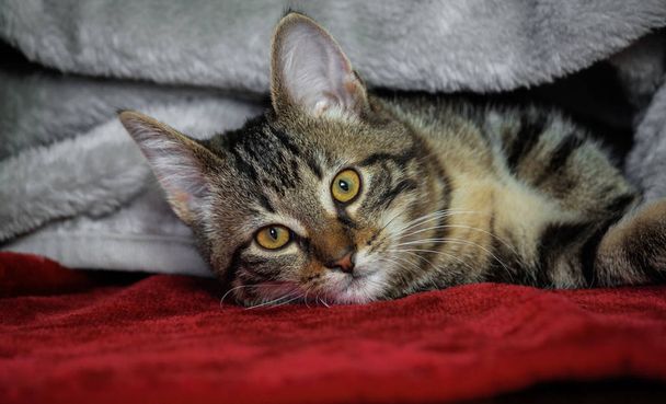 Mały kundel pasiasty kot leżącego na boku, żółte, zielone oczy, pomarańczowa ustnikiem, zwierzę pod błyszczący plaid gray, leżącego na czerwony dywan, pokryte materiałem, spojrzeć prosto, - Zdjęcie, obraz
