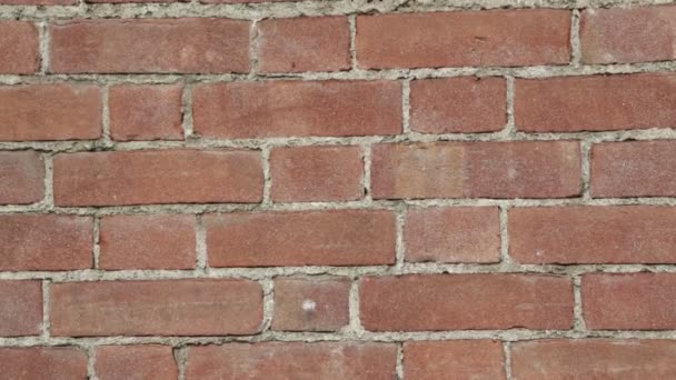close up of old brown wall of bricks - Footage, Video