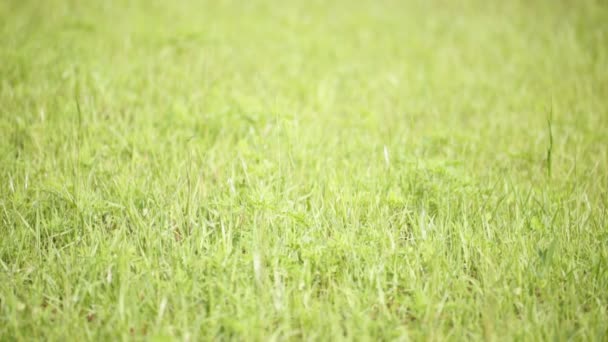 Zielona trawa, przenoszenie przez wiatru w polu - Materiał filmowy, wideo