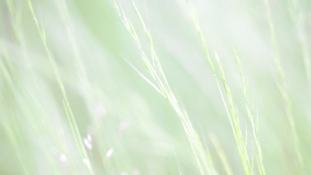 вид крупним планом красивої зеленої трави на вітрі, природний фон
 - Кадри, відео