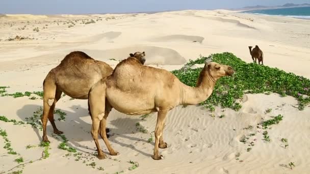 beelden van kamelen grazen in de buurt van de zee op zonnige dag - Video