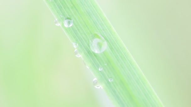 Close up van gras met waterdruppels op onscherpe achtergrond - Video