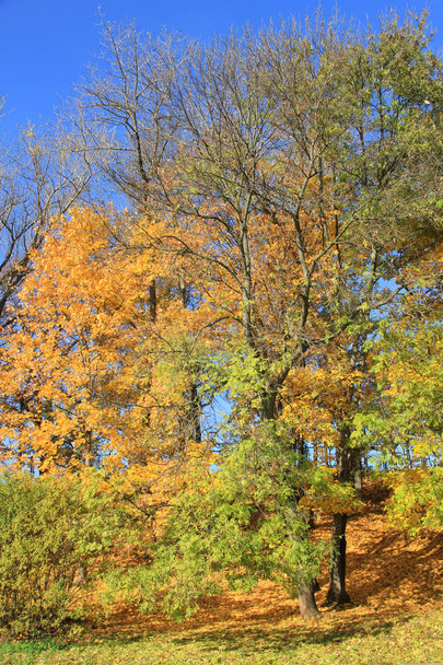 Trees with fall foliage in the big forest - Zdjęcie, obraz