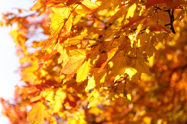 Falling autumn maple leaves natural background .Colorful foliage - Foto, imagen