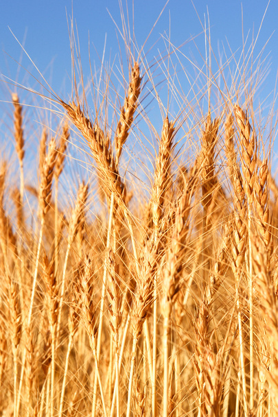 Wheat field - closeup - Photo, Image