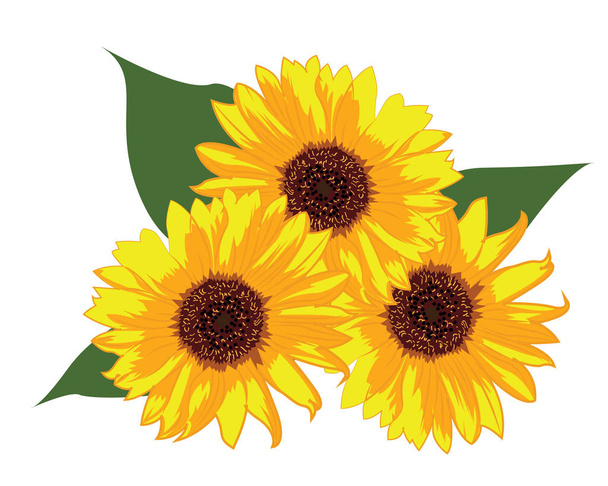 Sunflowers vector illustration on a white background isolated - Vector, Image