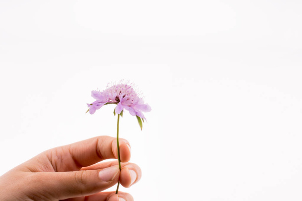 Hand holding A Purple Flower on a white background - Foto, Bild