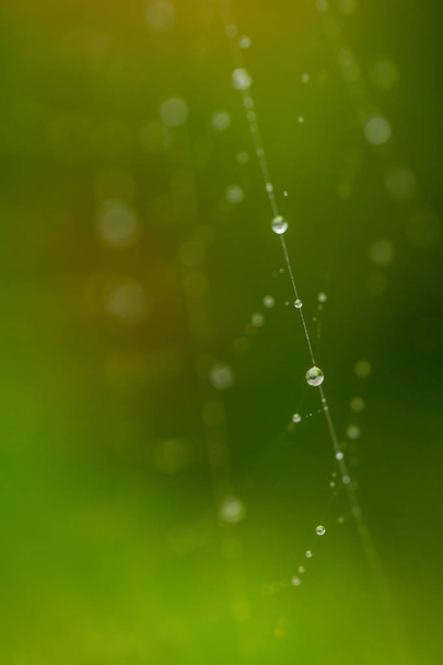 Cerca de tela de araña decorada con gotas de lluvia con fondo verde colorido borroso
. - Foto, imagen