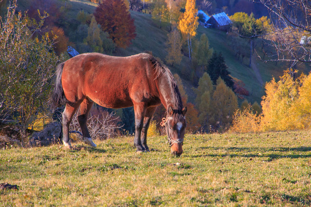 Европа, Румыния, Трансильвания, Карпатские горы, Магура, национальный парк Пятра Фельюлуй. Лошадь
 - Фото, изображение